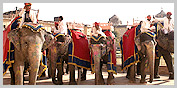 Elephant Festival - Jaipur