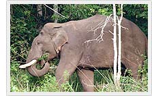 Elephant - periyar