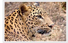 Leopard - Vansada National Park