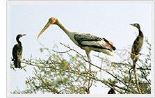 Painted Stork - Keoladeo Ghana National Park 