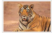 Ranthambhore - Tiger