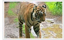Tiger sighting in Ranthambore National Park